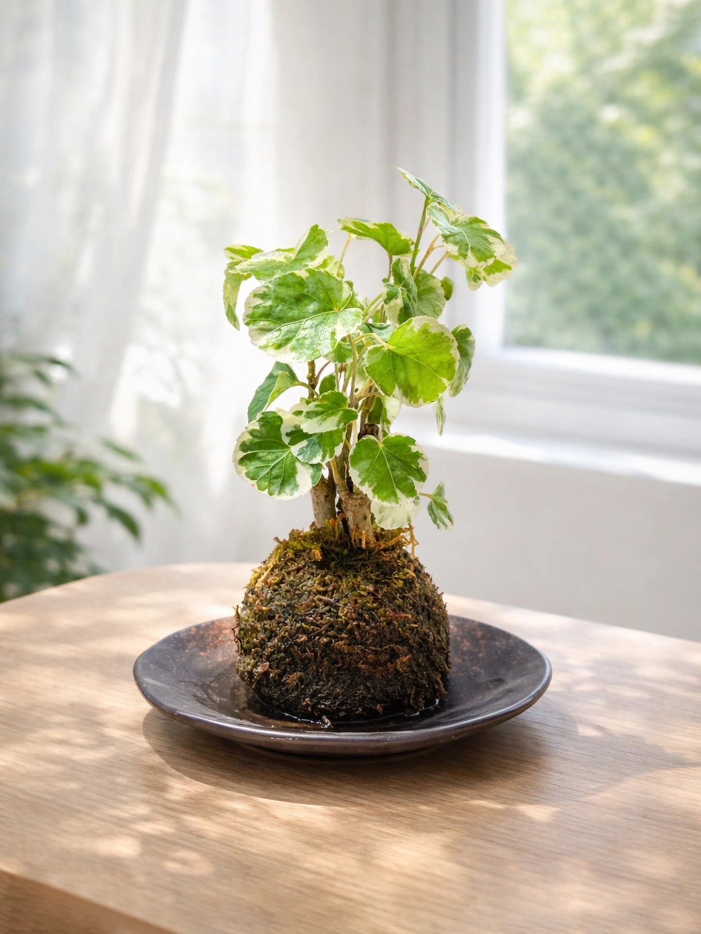 Polyscias Guilfoylei Kokedama｜花葉福祿桐苔蘚球