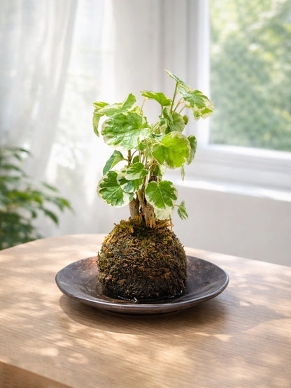 Polyscias Guilfoylei Kokedama｜花葉福祿桐苔蘚球