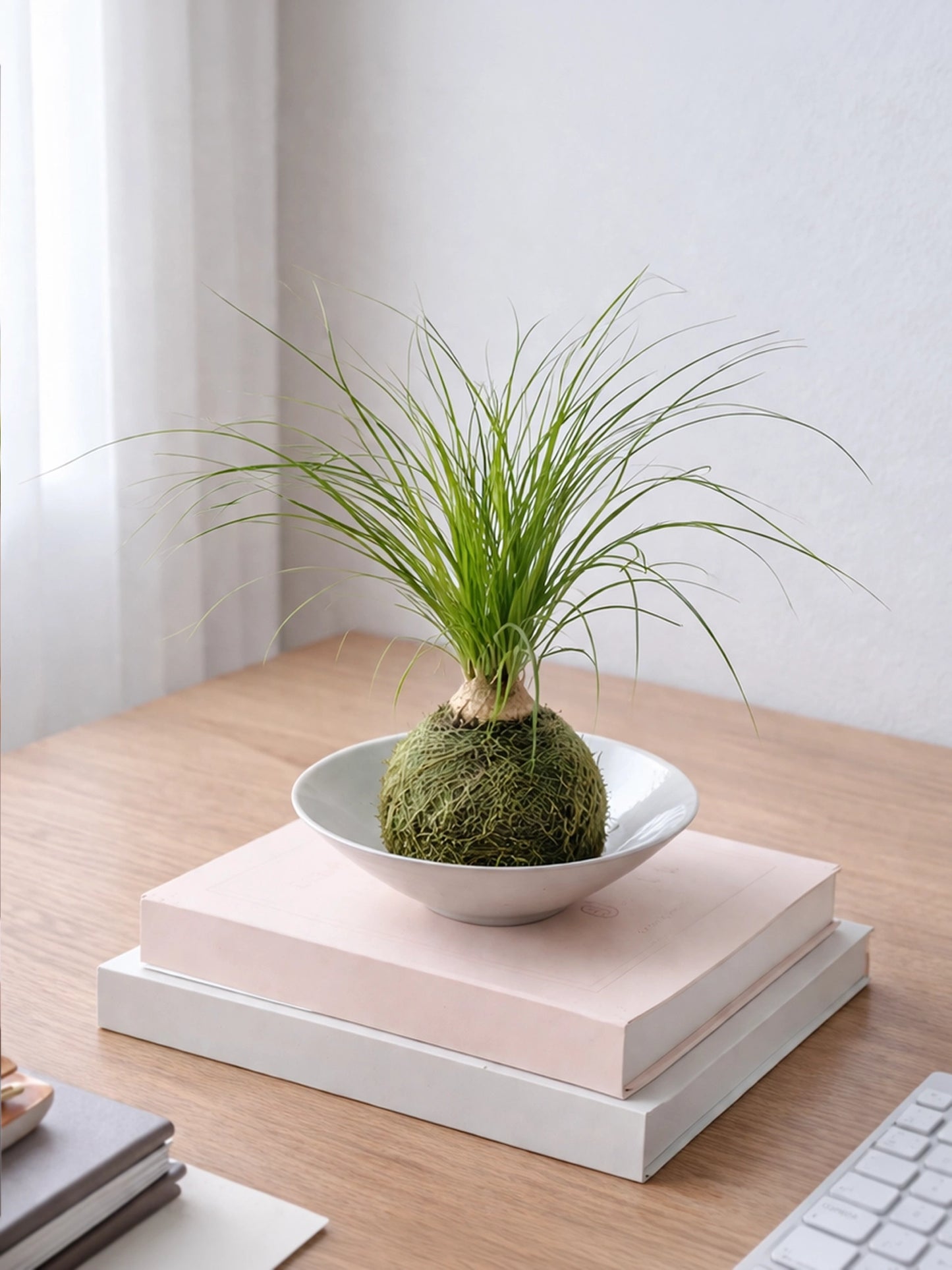 Ponytail Palm Kokedama | 酒瓶蘭苔蘚球