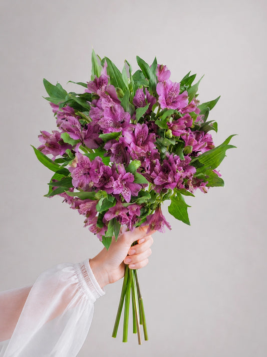 Purple Alstroemeria｜紫色六出花，色彩濃