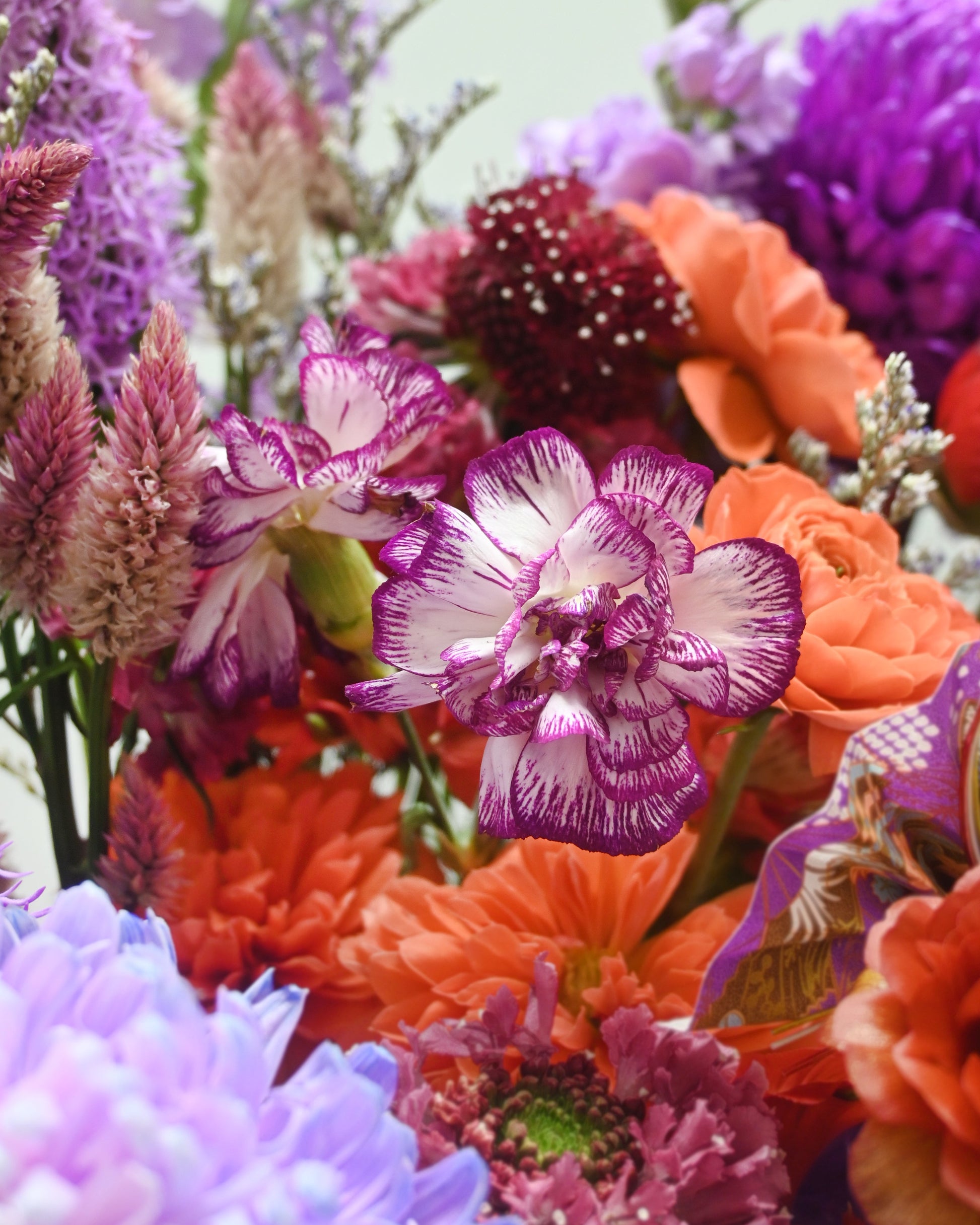 Rich purple、deep red 及 coral blooms 的 close-up floral layers