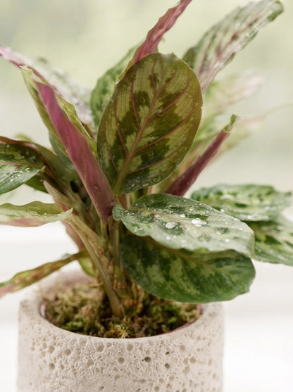 Red Vein Prayer Plant 紅脈葉蝴竹 close-up of vibrant patterned leaves｜室內觀葉植物 Serene Haven Floristry