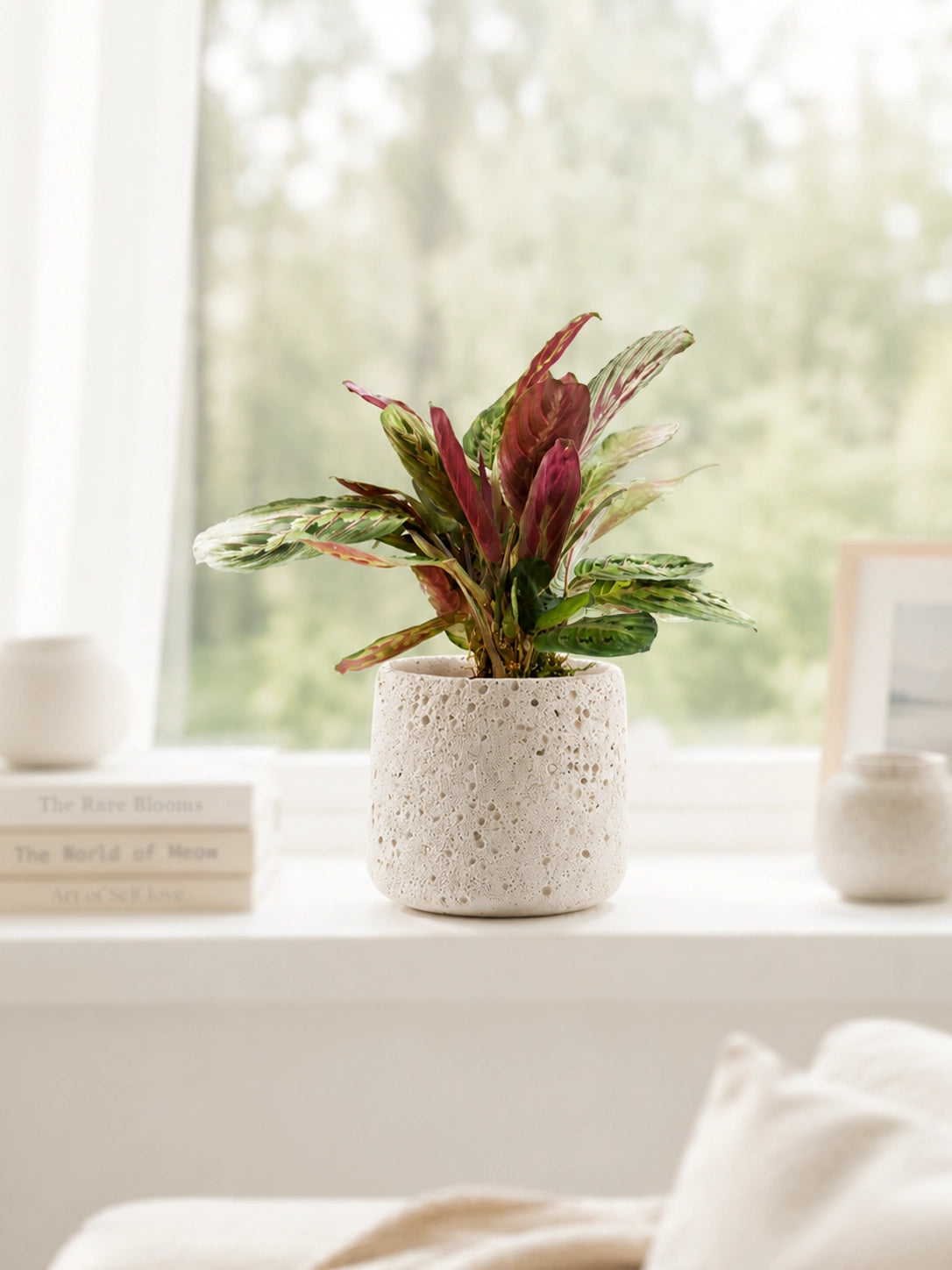 Red Vein Prayer Plant 紅脈葉蝴竹 indoor foliage plant in ceramic pot by bright window｜Serene Haven Floristry