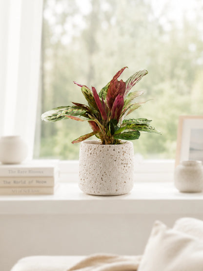 Red Vein Prayer Plant 紅脈葉蝴竹 indoor foliage plant in ceramic pot by bright window｜Serene Haven Floristry
