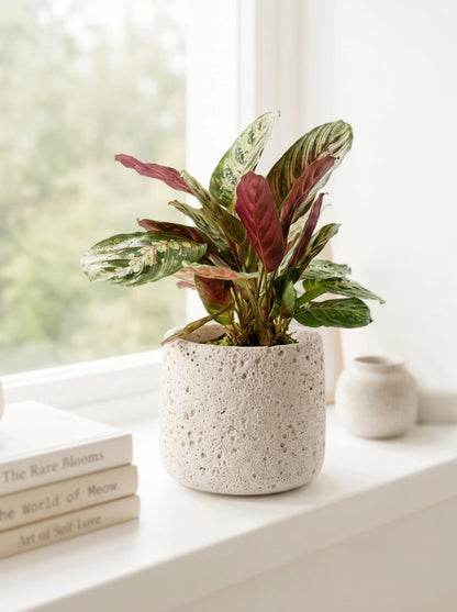 Red Vein Prayer Plant 紅脈葉蝴竹 styled on windowsill with soft daylight｜minimalist home décor plant