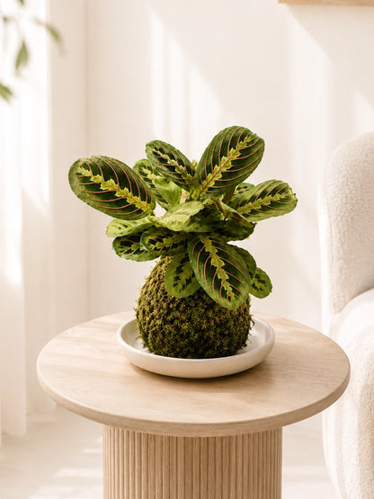 Red Veined Prayer Plant Japanese Kokedama 紅脈葉蟬竹芋日式苔蘚球，正面展示，手工 Japanese moss ball