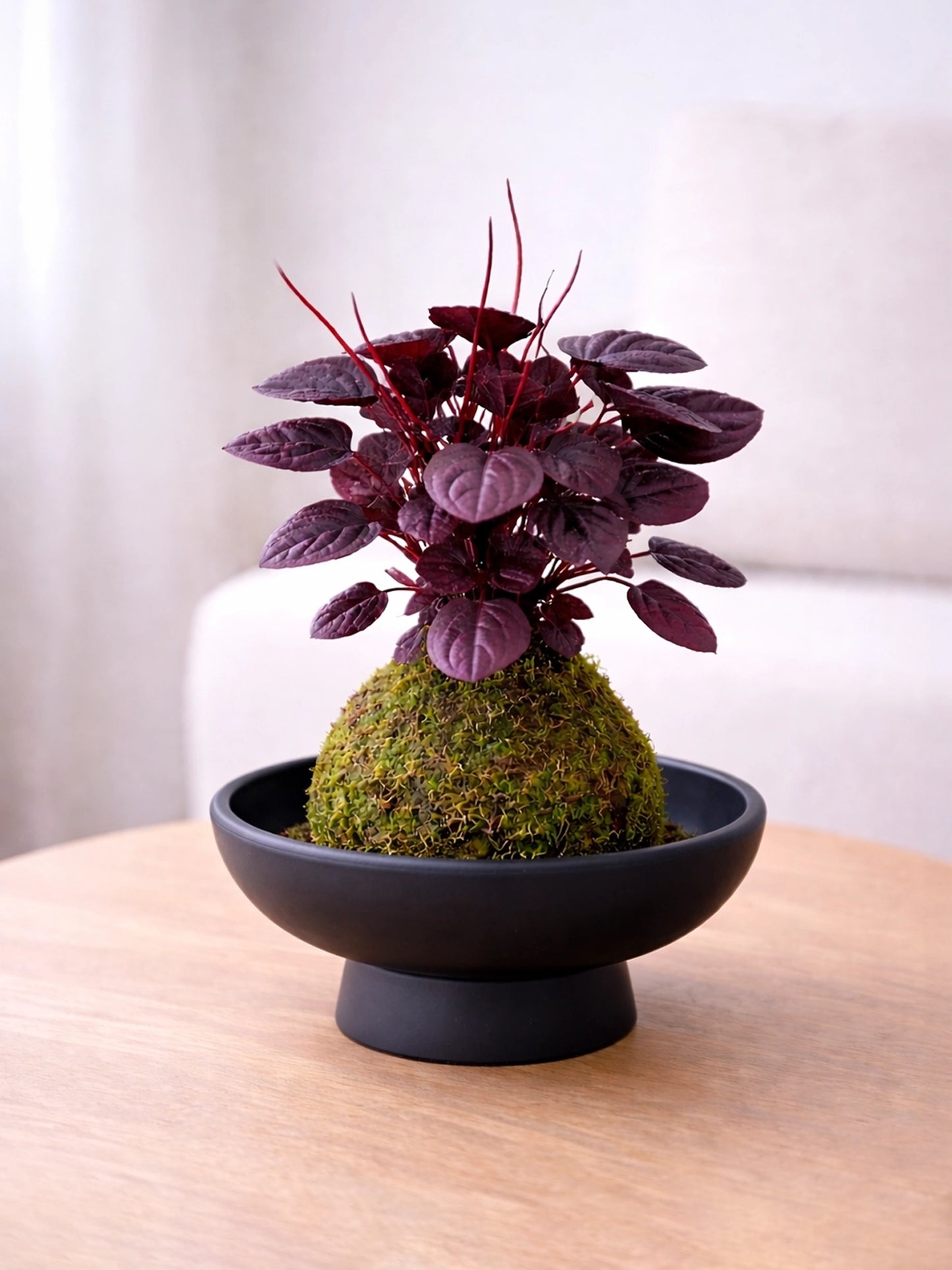 Ruby Peperomia Kokedama | 紅寶石苔蘚球