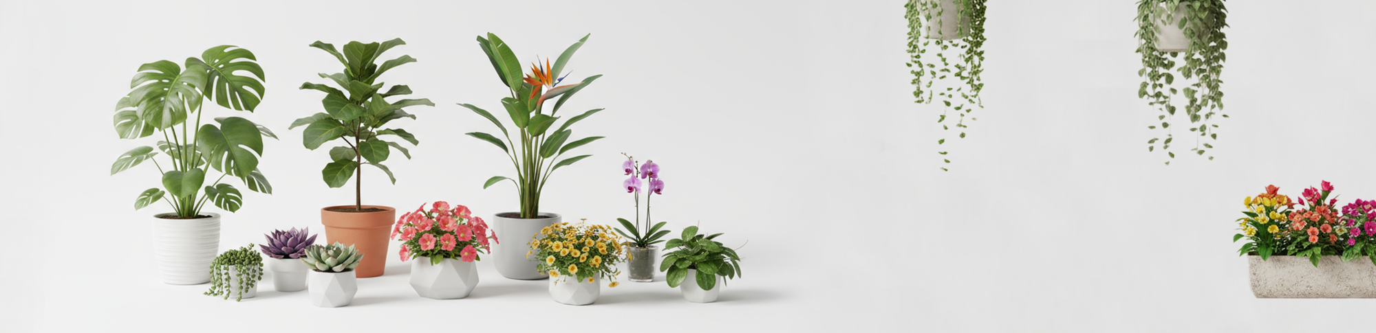 Small Plants Collection banner featuring a curated selection of indoor plants, orchids, begonias and foliage in minimalist ceramic planters, bringing calm greenery and serene living into your home with a bright modern interior background.