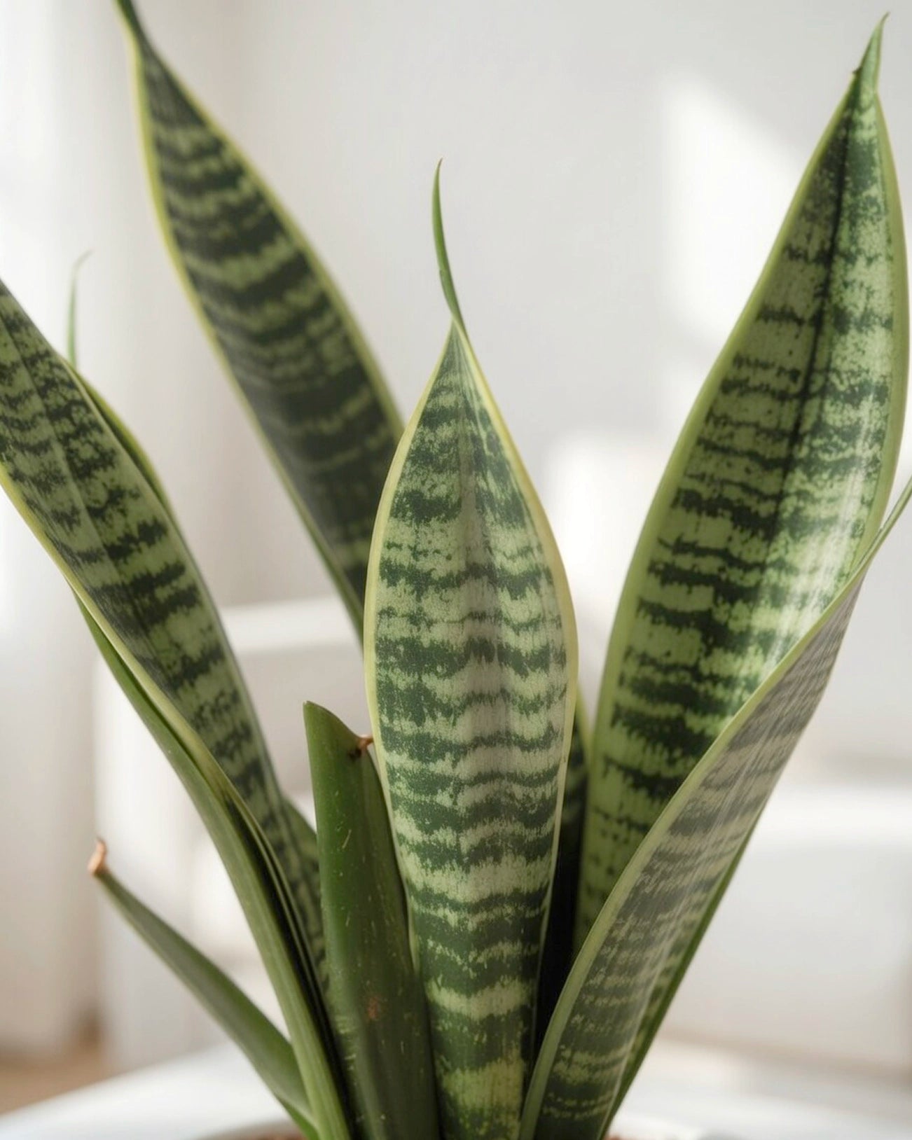 虎尾蘭 Snake Plant foliage close-up 葉片特寫