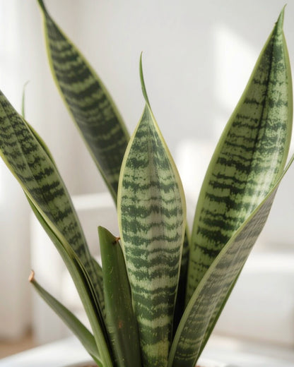 虎尾蘭 Snake Plant foliage close-up 葉片特寫