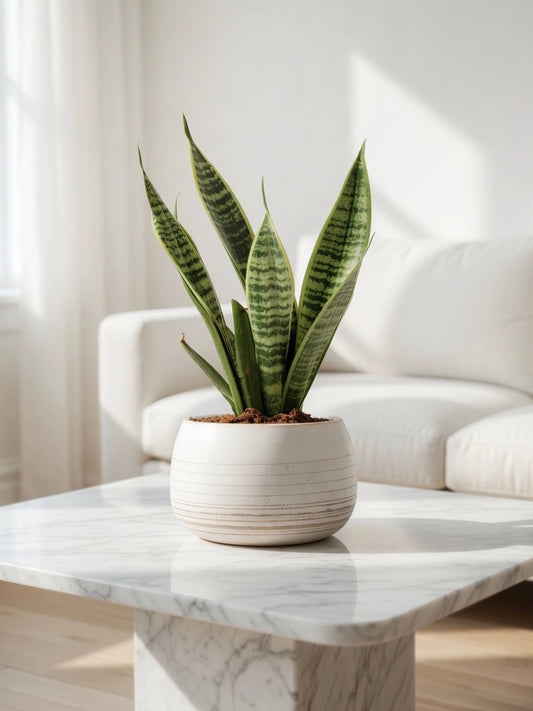 虎尾蘭 Snake Plant 主圖