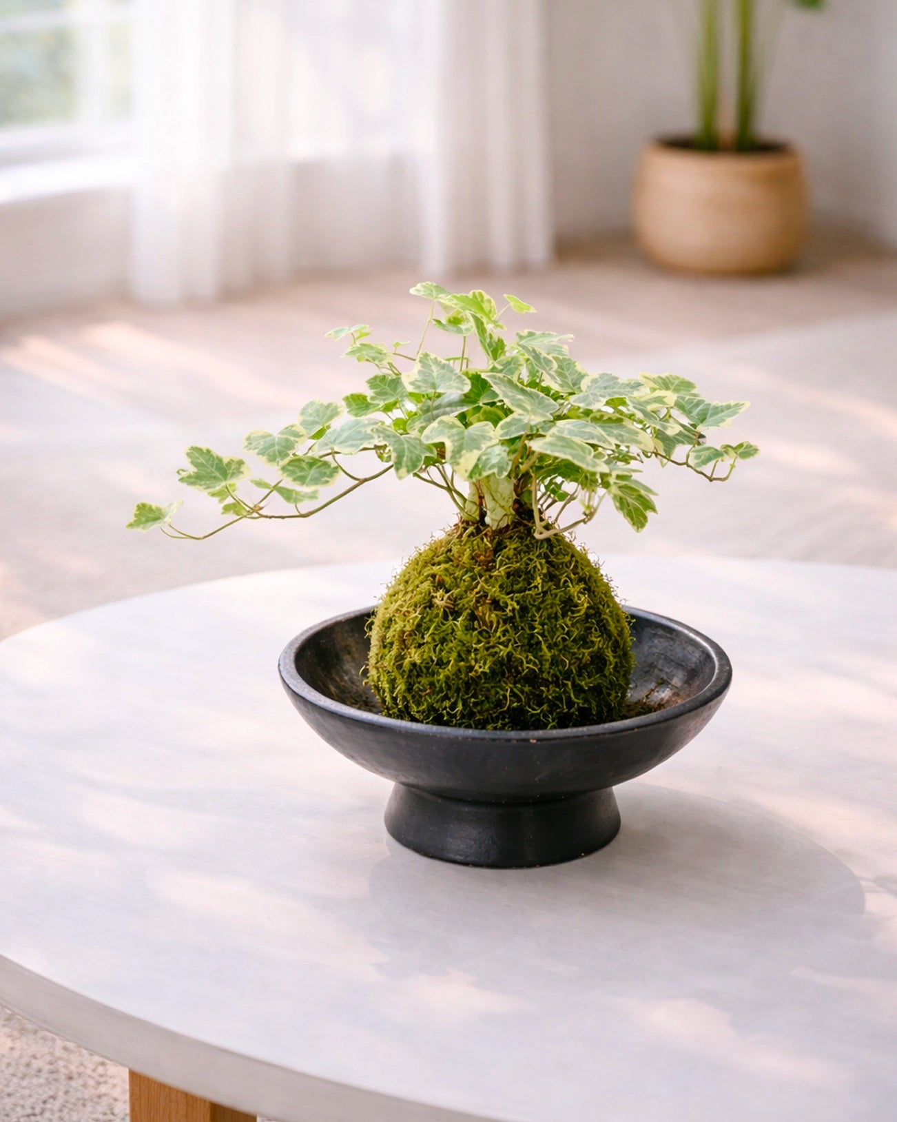 Snow Jade Kokedama | 雪瑩苔蘚球