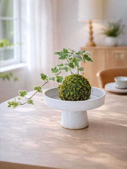 Snow Jade Kokedama | 雪瑩苔蘚球