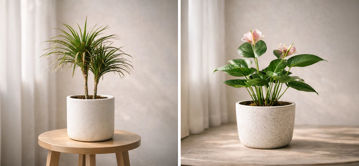 Serene Haven 限時供應室內植物，每盆均為 Special Selection 精心挑選。Limited-time indoor plants available as part of the Serene Haven Special Selection.