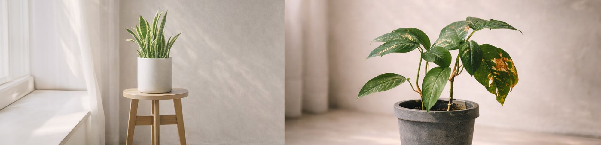 Serene Haven Special Selection 季節精選室內植物系列。Seasonal indoor plants featured in the Serene Haven Special Selection.