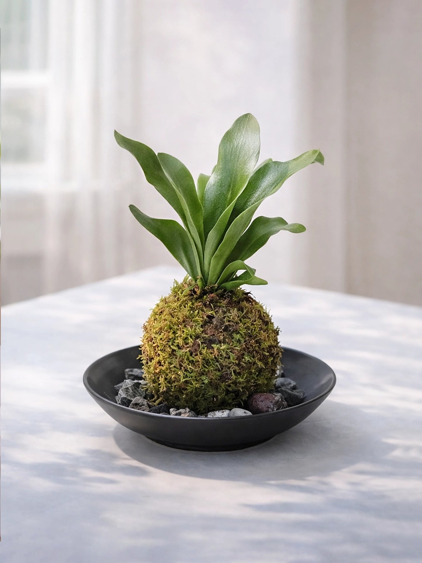 Staghorn Fern Kokedama | 鹿角蕨苔蘚球