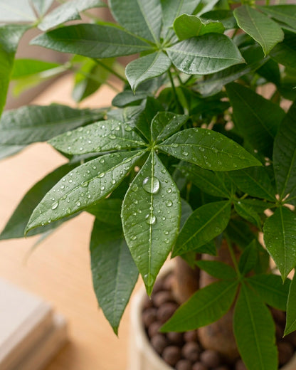 三頭發財樹 Three-Head Money Tree 葉片特寫