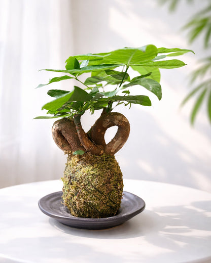 Money Tree Kokedama | 扭紋發財樹苔蘚球