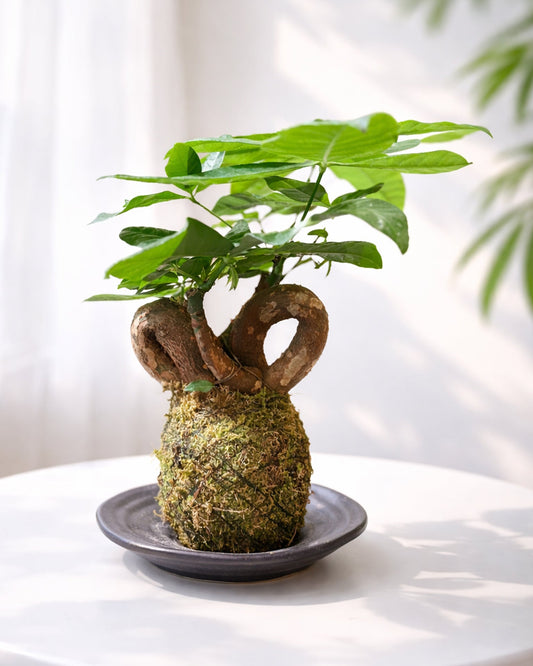 Money Tree Kokedama | 扭紋發財樹苔蘚球