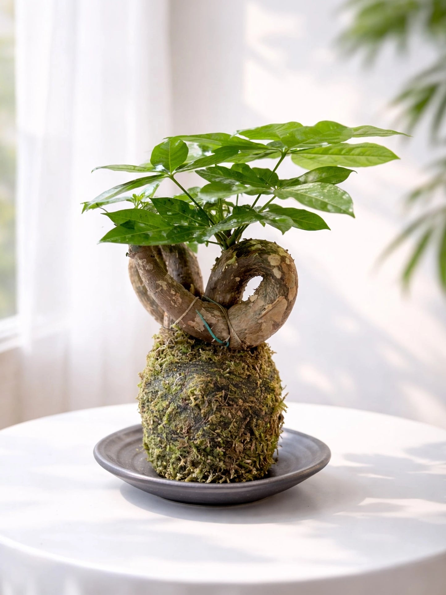 Money Tree Kokedama | 扭紋發財樹苔蘚球