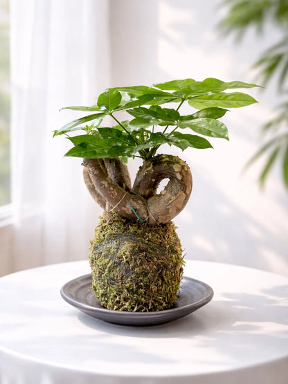 Money Tree Kokedama | 扭紋發財樹苔蘚球