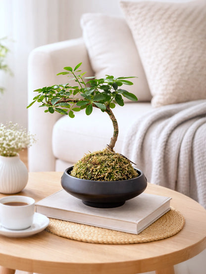 Umbrella Tree Kokedama | 鴨腳木苔蘚球