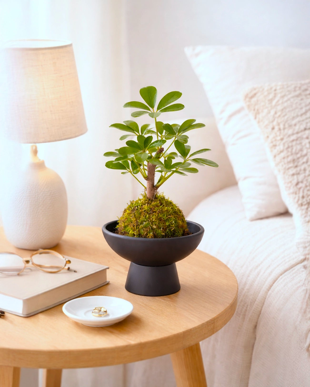 Umbrella Tree Kokedama | 鴨腳木苔蘚球
