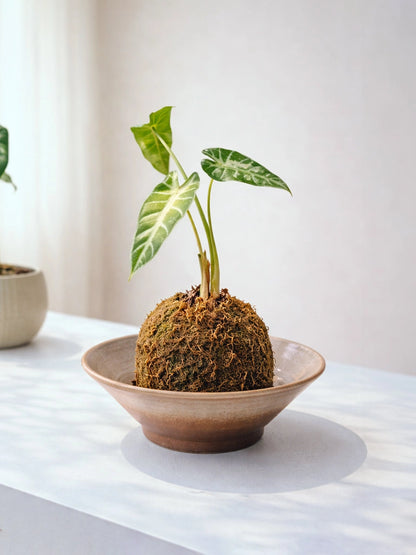 Variegated Alocasia Kokedama｜海芋苔蘚球