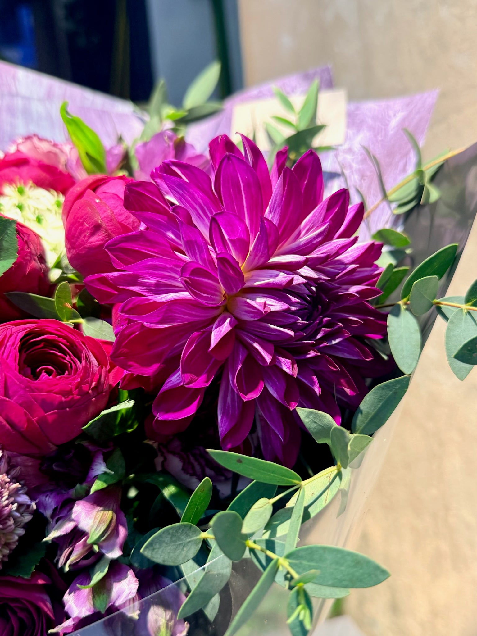 Velvet Reverie 大理花特寫，deep burgundy blooms