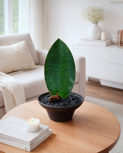 單葉虎尾蘭 Whale Fin Snake Plant 家居擺設