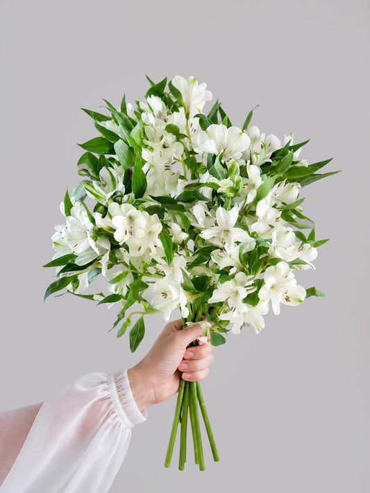 White Alstroemeria｜白色六出花，花姿清新典雅，適合花束及花藝設計。