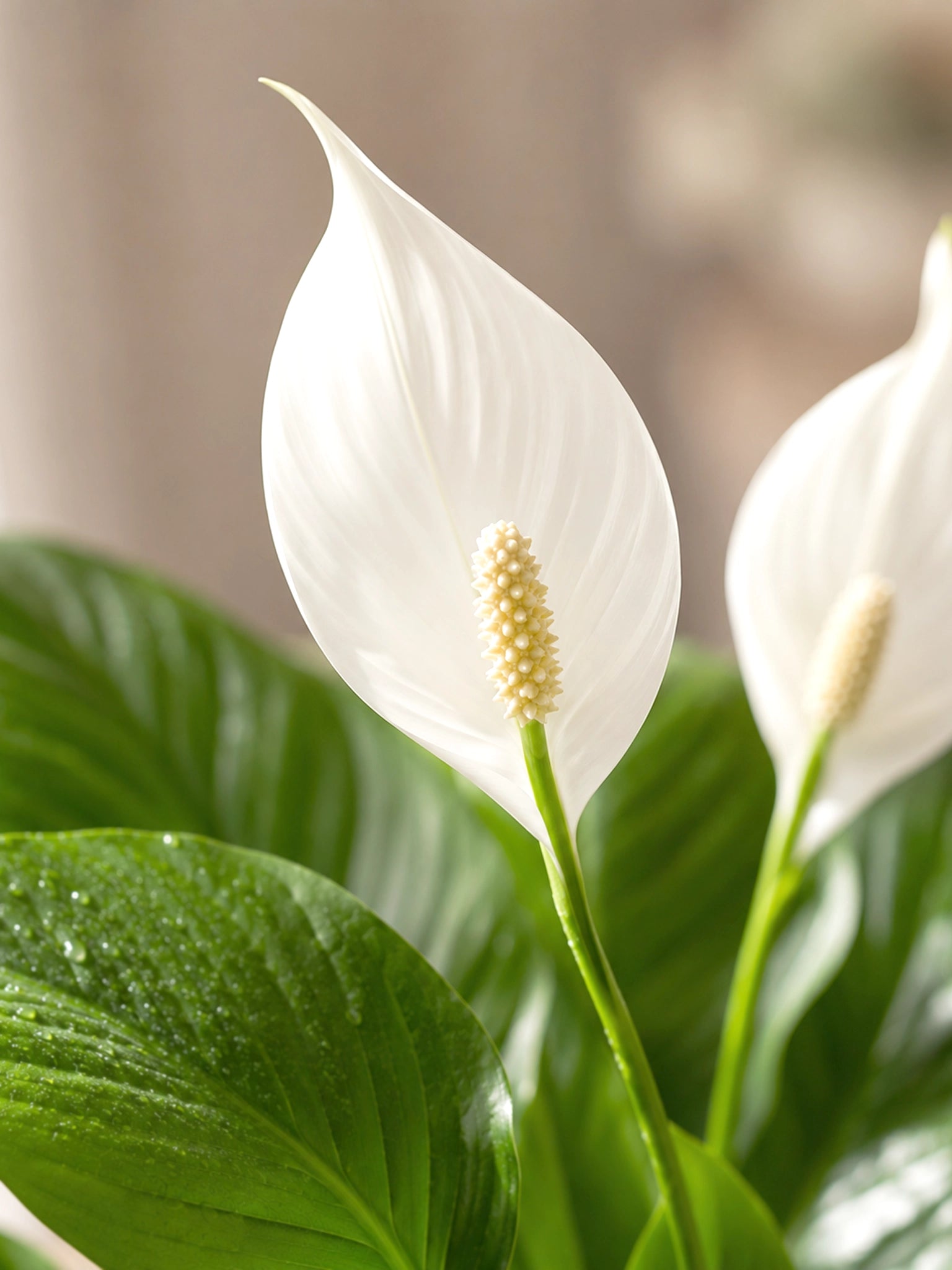 白掌 White Anthurium 花朵特寫