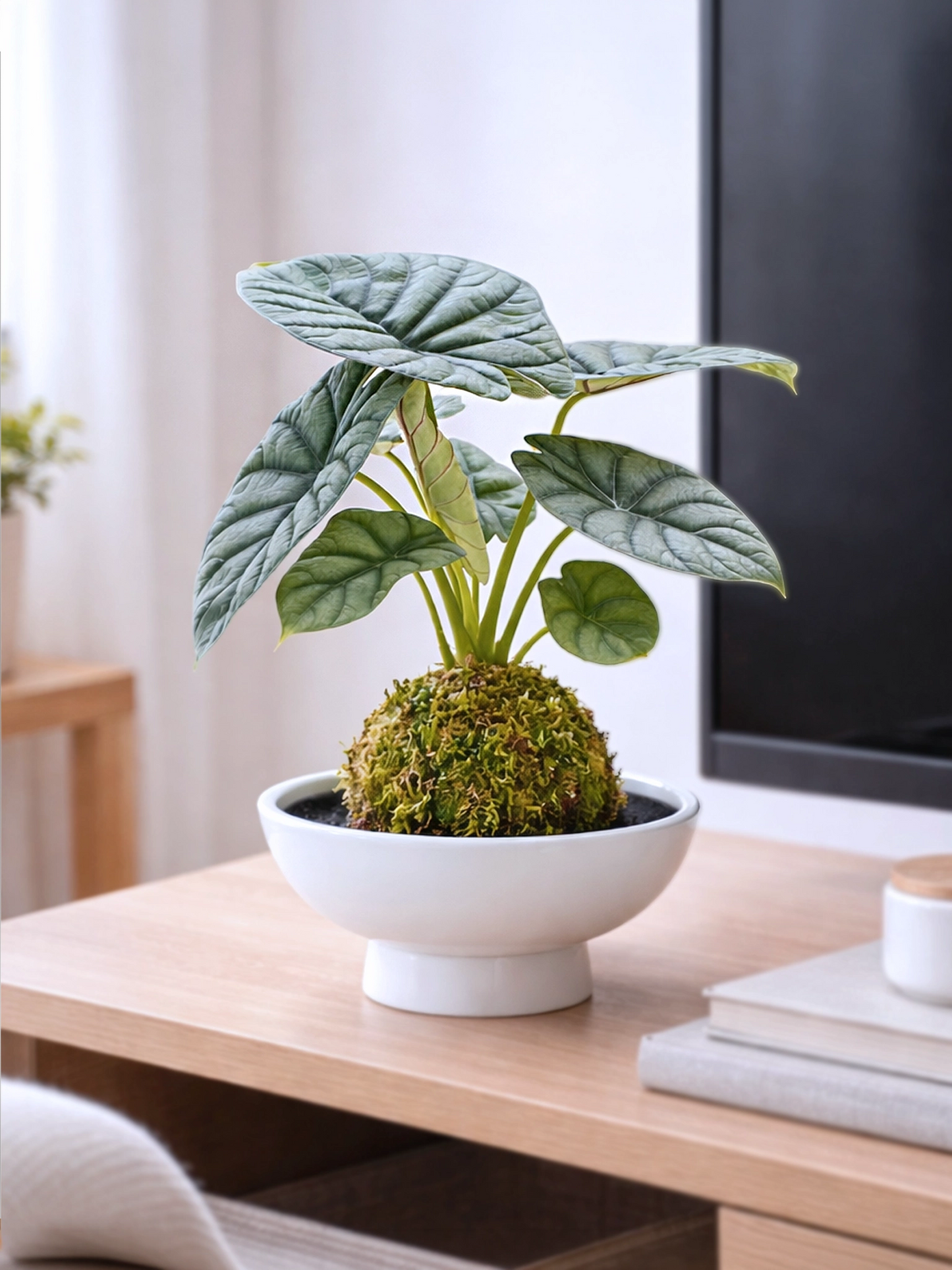 White Rhino Plant Kokedama | 白犀牛苔蘚球