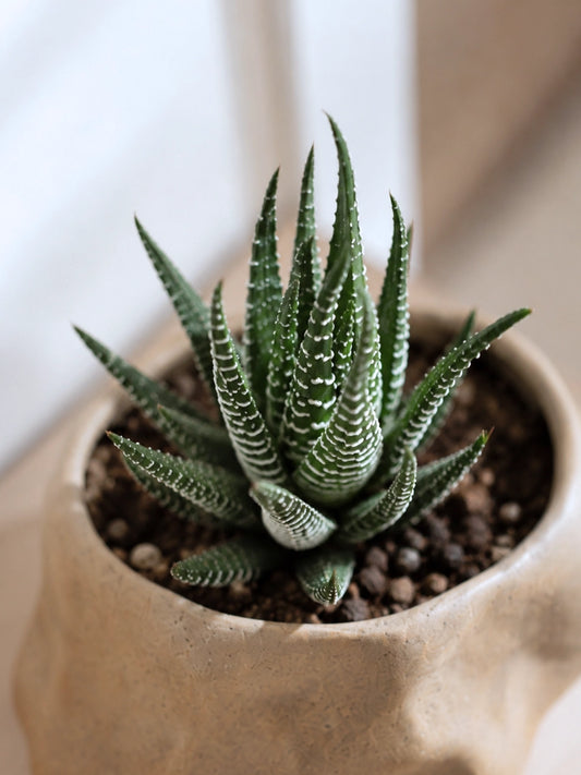 Close-up of Zebra Whisper Haworthia｜斑馬耳語十二卷 showcasing striking white-striped foliage in a handcrafted ceramic planter, sculptural succulent with beautiful texture and soft natural light.