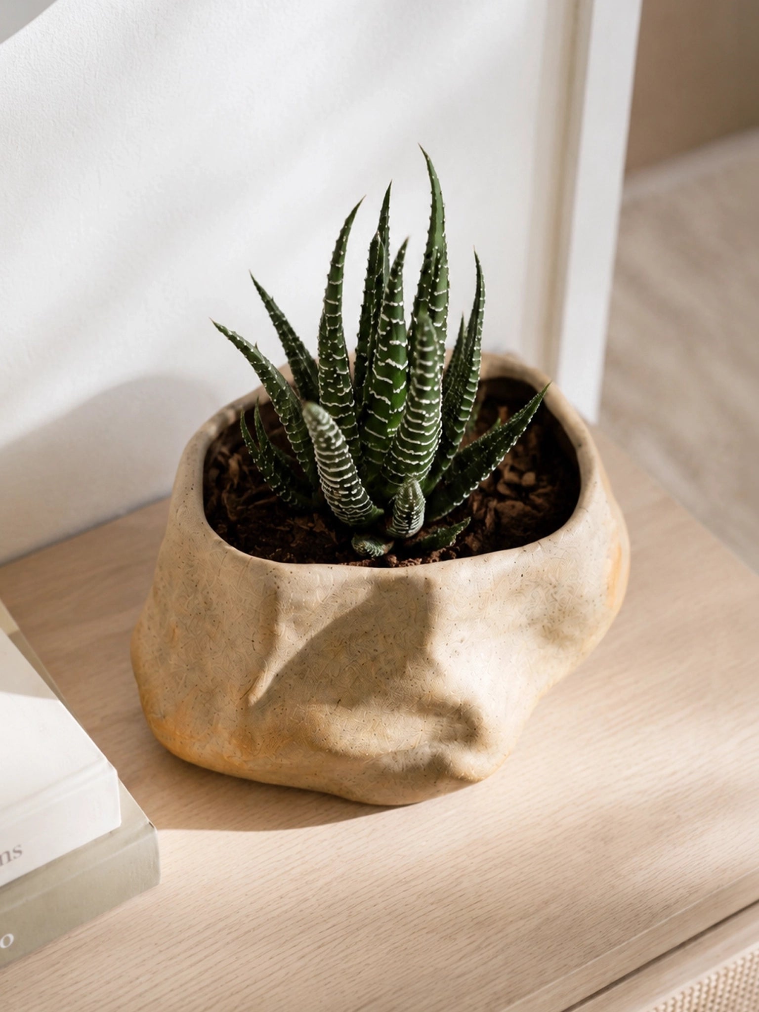 Zebra Whisper Haworthia｜斑馬耳語十二卷 beside a sunlit window in a handcrafted ceramic planter, minimalist styling with gentle daylight highlighting its architectural form and elegant striped leaves.