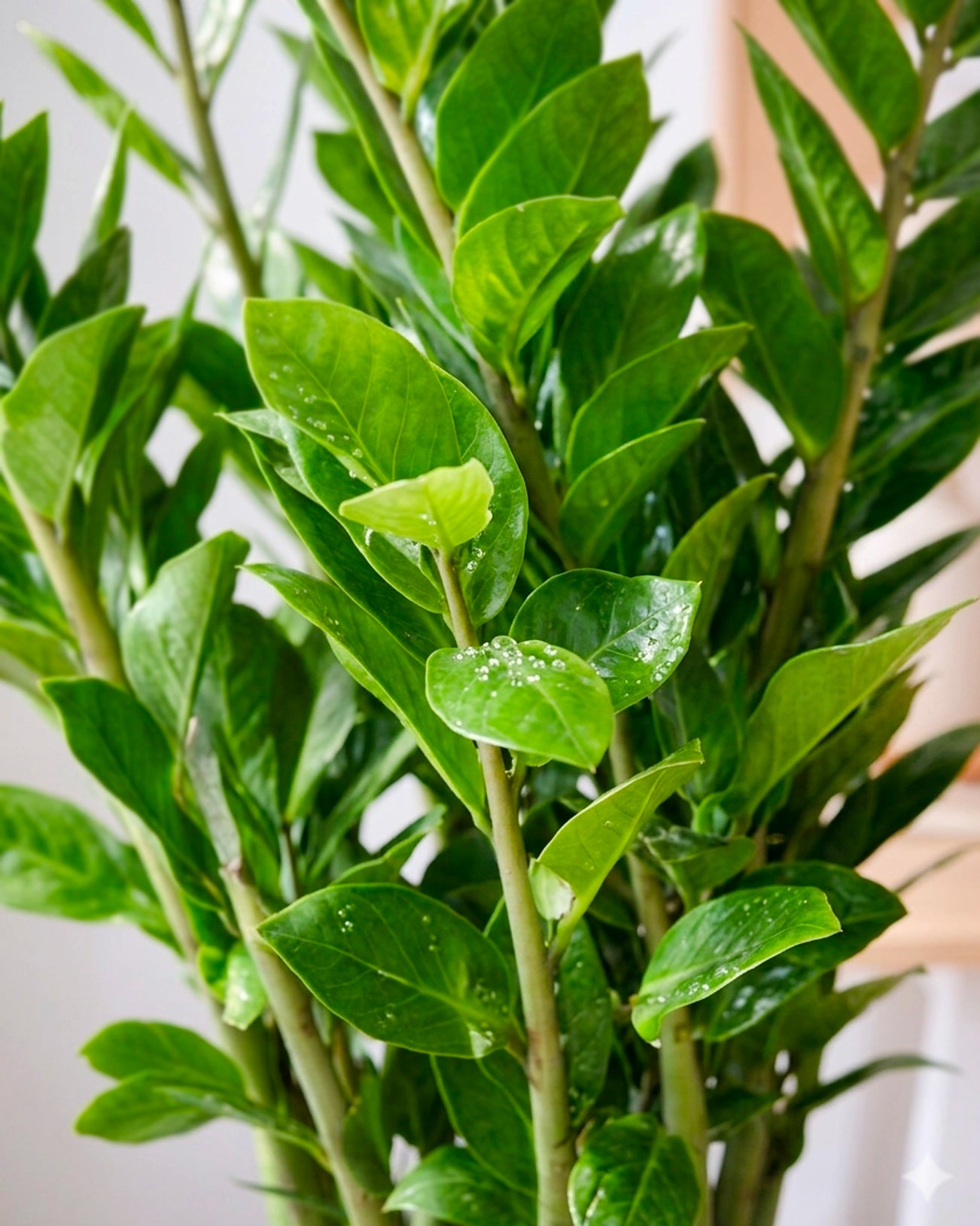 金錢樹 ZZ Plant foliage detail