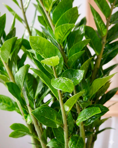 金錢樹 ZZ Plant foliage detail