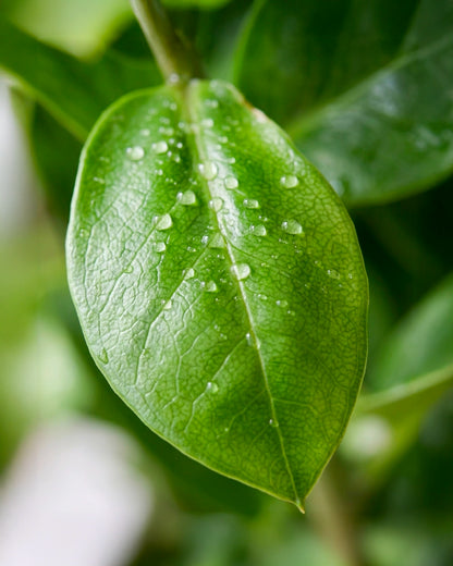 金錢樹 ZZ Plant 葉片特寫