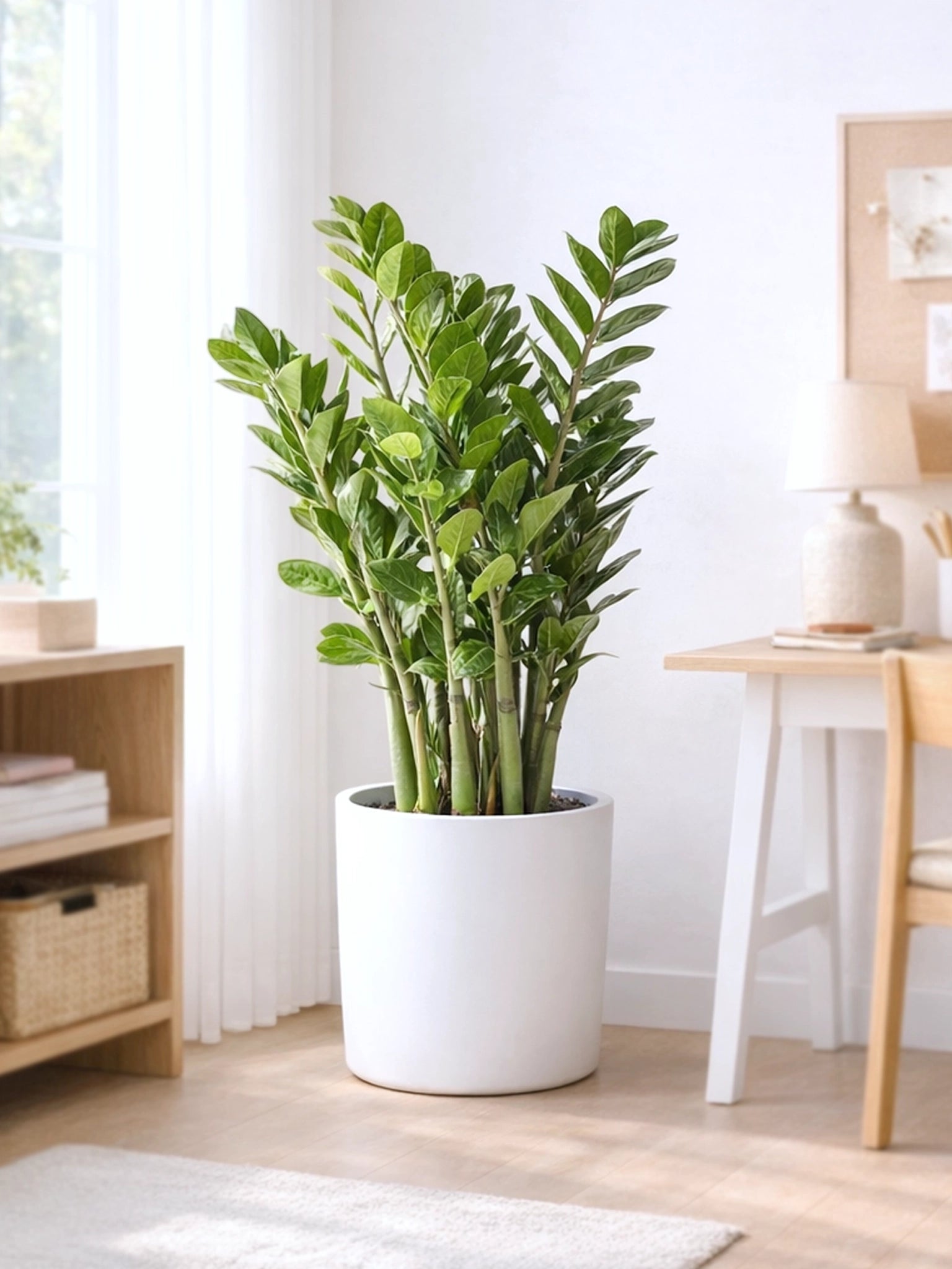 金錢樹 ZZ Plant 主圖