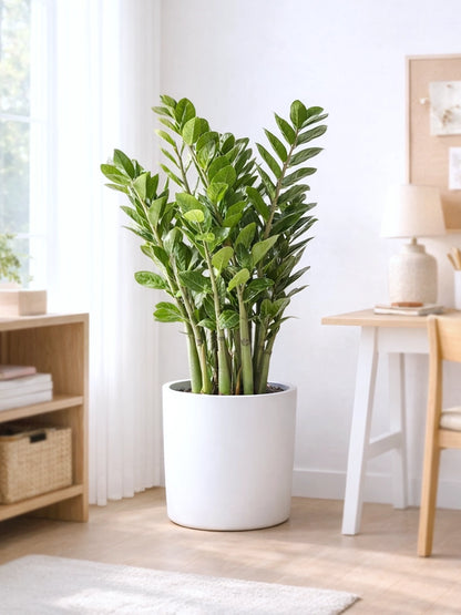 金錢樹 ZZ Plant 主圖